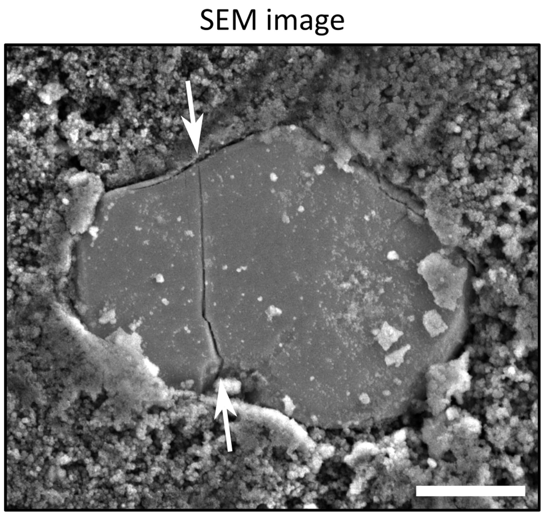 SEM Image